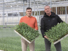 Rozsada kalafiorów trafia do producentów. Jakie odmiany na wiosenne nasadzenia 2026