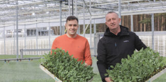 Rozsada kalafiorów trafia do producentów. Jakie odmiany na wiosenne nasadzenia 2026