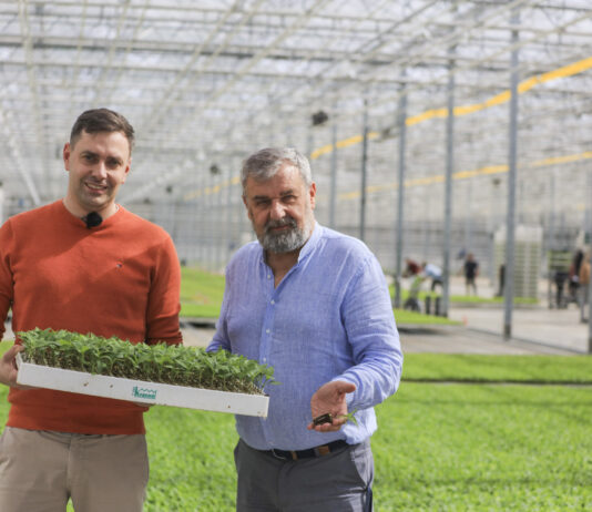 Grupa Krasoń umacnia pozycję lidera produkcji rozsad w Polsce. Stan produkcji w 2026 roku