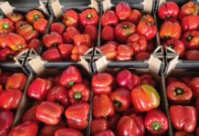 Rynek papryki w Polsce pod presją importu. Konkurencja cenowa stawia pod znakiem zapytania dalszą opłacalność produkcji