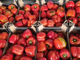 Rynek papryki w Polsce pod presją importu. Konkurencja cenowa stawia pod znakiem zapytania dalszą opłacalność produkcji
