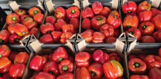 Rynek papryki w Polsce pod presją importu. Konkurencja cenowa stawia pod znakiem zapytania dalszą opłacalność produkcji