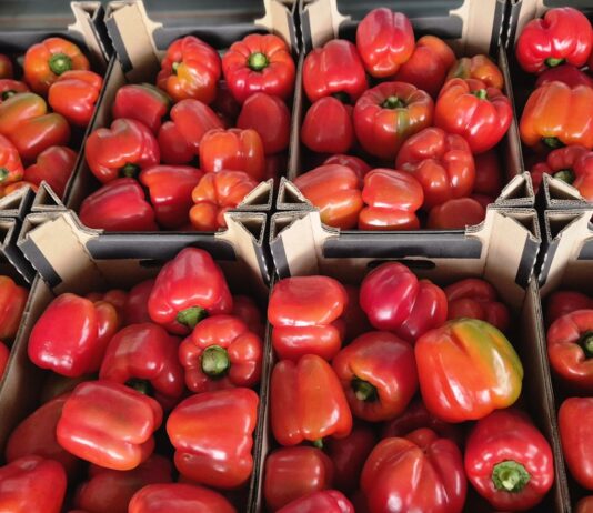 Rynek papryki w Polsce pod presją importu. Konkurencja cenowa stawia pod znakiem zapytania dalszą opłacalność produkcji