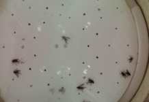 Śmietka kapuściana – ryzyko nalotu w kilku regionach Fot. 1. Zdjęcie podłogi lepowej, na której zostały odłowione muchówki śmietki