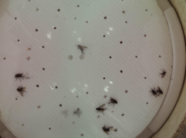 Śmietka kapuściana – ryzyko nalotu w kilku regionach Fot. 1. Zdjęcie podłogi lepowej, na której zostały odłowione muchówki śmietki