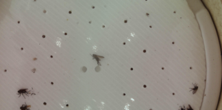 Śmietka kapuściana – ryzyko nalotu w kilku regionach Fot. 1. Zdjęcie podłogi lepowej, na której zostały odłowione muchówki śmietki