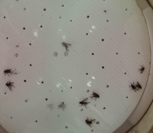 Śmietka kapuściana – ryzyko nalotu w kilku regionach Fot. 1. Zdjęcie podłogi lepowej, na której zostały odłowione muchówki śmietki