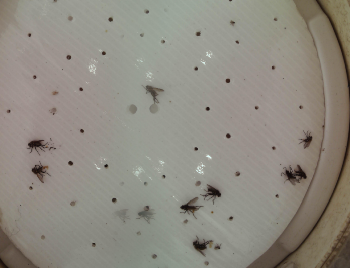 Fot. 1. Zdjęcie podłogi lepowej, na której zostały odłowione muchówki śmietki