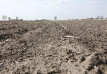 Susza a skuteczność herbicydów doglebowych w uprawach warzyw. Trudna sytuacja na polach