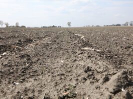 Susza a skuteczność herbicydów doglebowych w uprawach warzyw. Trudna sytuacja na polach