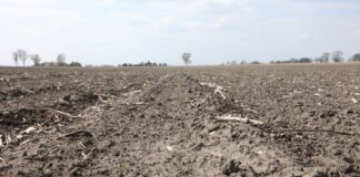 Susza a skuteczność herbicydów doglebowych w uprawach warzyw. Trudna sytuacja na polach