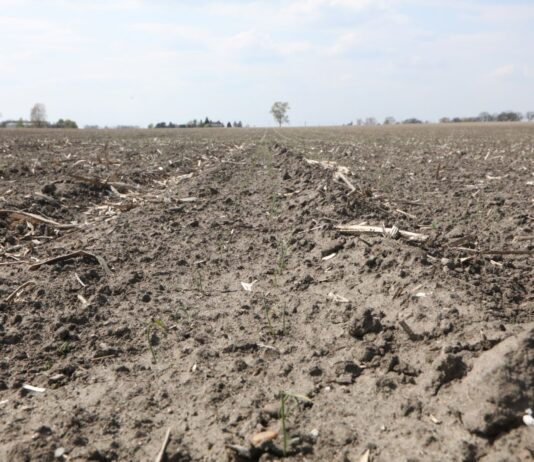 Susza a skuteczność herbicydów doglebowych w uprawach warzyw. Trudna sytuacja na polach