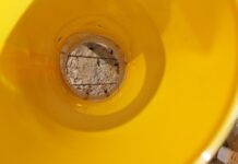 Pierwsze loty śmietki kapuścianej na Kujawach – komunikat 25 kwietnia 2026