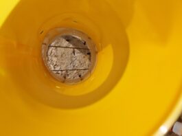 Pierwsze loty śmietki kapuścianej na Kujawach – komunikat 25 kwietnia 2026