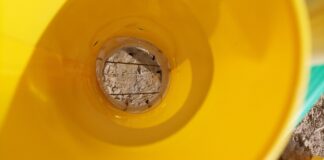 Pierwsze loty śmietki kapuścianej na Kujawach – komunikat 25 kwietnia 2026