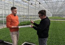 Produkcja siewek papryki. Jak to robi Grupa Producentów Rozsad Krasoń?