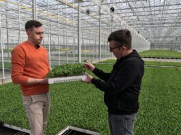 Produkcja siewek papryki. Jak to robi Grupa Producentów Rozsad Krasoń?