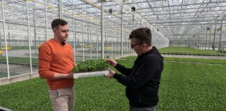 Produkcja siewek papryki. Jak to robi Grupa Producentów Rozsad Krasoń?