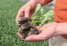 Produkcja rozsady kapusty 2026. Opóźnienia przez zimną wiosnę i aktualne terminy sadzenia