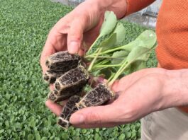 Produkcja rozsady kapusty 2026. Opóźnienia przez zimną wiosnę i aktualne terminy sadzenia