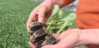 Produkcja rozsady kapusty 2026. Opóźnienia przez zimną wiosnę i aktualne terminy sadzenia