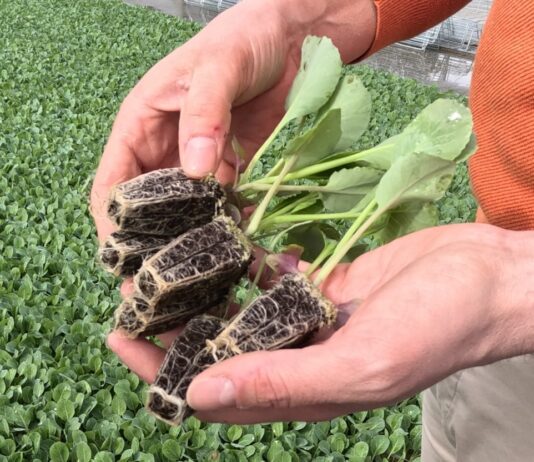 Produkcja rozsady kapusty 2026. Opóźnienia przez zimną wiosnę i aktualne terminy sadzenia