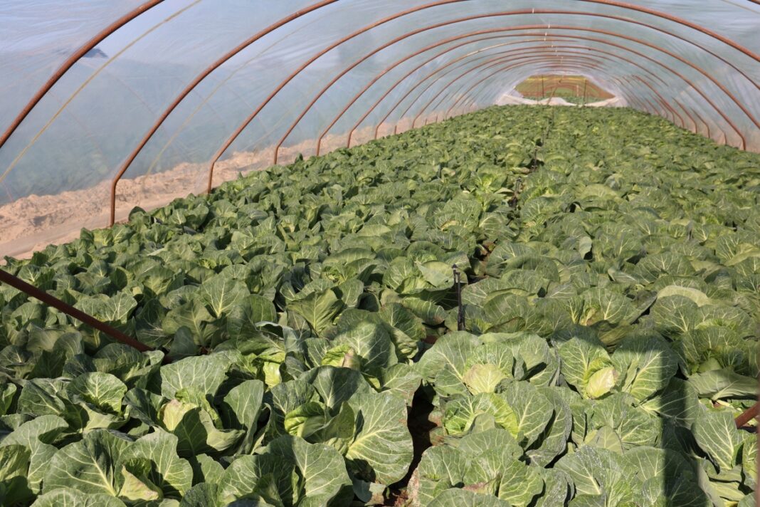 Ranini F1 (28 kweitnia, małopolska)