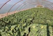 Ranini F1 w tunelach – wczesna kapusta pod presją kosztów i importu Ranini F1 (28 kweitnia, małopolska)