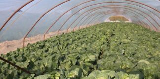 Ranini F1 w tunelach – wczesna kapusta pod presją kosztów i importu Ranini F1 (28 kweitnia, małopolska)