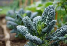 Cavolo nero – warzywo z potencjałem dla polskiego rynku Jarmuż toskański - cavolo nero