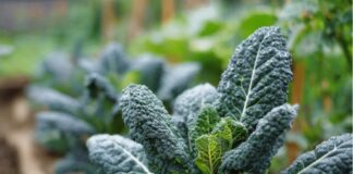 Cavolo nero – warzywo z potencjałem dla polskiego rynku Jarmuż toskański - cavolo nero