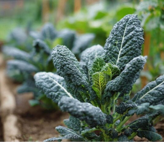 Cavolo nero – warzywo z potencjałem dla polskiego rynku Jarmuż toskański - cavolo nero