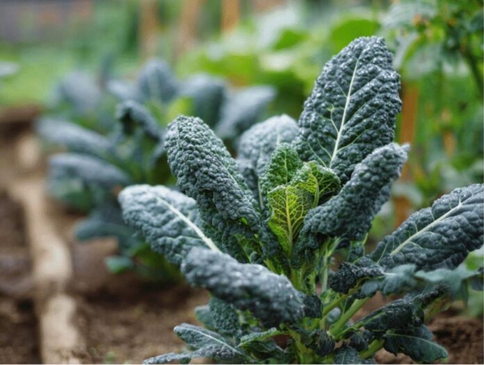 Jarmuż toskański - cavolo nero