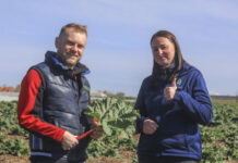 Uprawa rabarbaru w praktyce. Jak to robią plantatorzy z południowego Mazowsza?