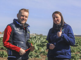 Uprawa rabarbaru w praktyce. Jak to robią plantatorzy z południowego Mazowsza?
