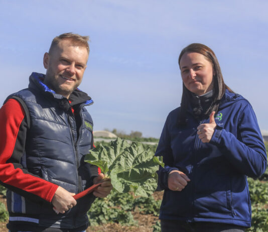 Uprawa rabarbaru w praktyce. Jak to robią plantatorzy z południowego Mazowsza?