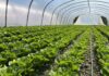 Zbiory sałaty na Południowym Mazowszu (cz. I) – na jakie odmiany stawiają plantatorzy? zbiory sałat, sałata