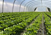 Zbiory sałaty na Południowym Mazowszu (cz. I) – na jakie odmiany stawiają plantatorzy? zbiory sałat, sałata