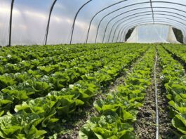 Zbiory sałaty na Południowym Mazowszu (cz. I) – na jakie odmiany stawiają plantatorzy? zbiory sałat, sałata