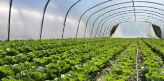 Zbiory sałaty na Południowym Mazowszu (cz. I) – na jakie odmiany stawiają plantatorzy? zbiory sałat, sałata