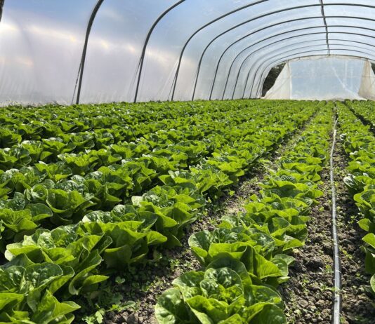 Zbiory sałaty na Południowym Mazowszu (cz. I) – na jakie odmiany stawiają plantatorzy? zbiory sałat, sałata