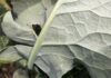 Mączlik warzywny pojawił się na plantacjach brokuła. To ostatni moment na skuteczną ochronę