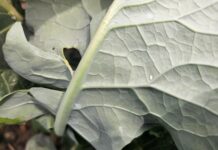 Mączlik warzywny pojawił się na plantacjach brokuła. To ostatni moment na skuteczną ochronę