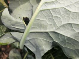Mączlik warzywny pojawił się na plantacjach brokuła. To ostatni moment na skuteczną ochronę