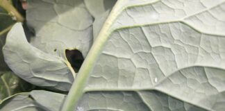 Mączlik warzywny pojawił się na plantacjach brokuła. To ostatni moment na skuteczną ochronę