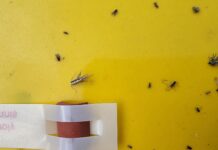 Pierwsze motyle tantnisia krzyżowiaczka na plantacjach. Warto rozpocząć monitoring