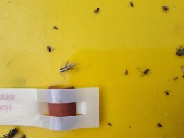 Pierwsze motyle tantnisia krzyżowiaczka na plantacjach. Warto rozpocząć monitoring