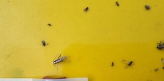 Pierwsze motyle tantnisia krzyżowiaczka na plantacjach. Warto rozpocząć monitoring