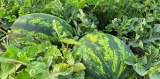 Jak bezpiecznie i zyskownie prowadzić uprawę towarową arbuzów, ogórków i dyń? Znaczenie elicytorów.