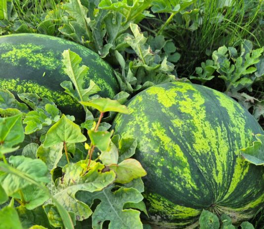 Jak bezpiecznie i zyskownie prowadzić uprawę towarową arbuzów, ogórków i dyń? Znaczenie elicytorów.